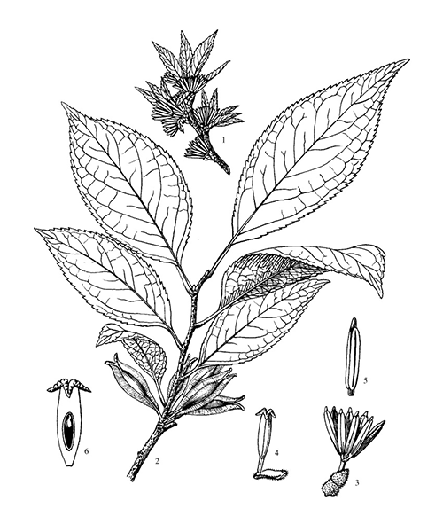 Natural compounds from  Eucommia ulmoides